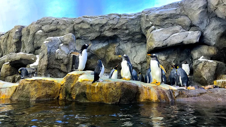 Go wild at the Wilder Institute/Calgary Zoo